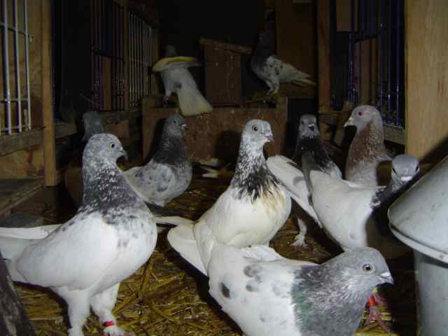2010: Budapester highflyer and roller in breeding compartment