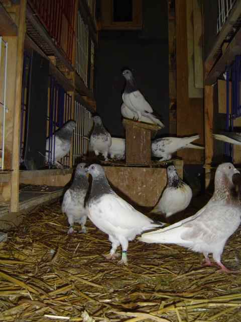 2010: Haut-volant de Budapest et un culbutant dans leur compartiment d'élevage
