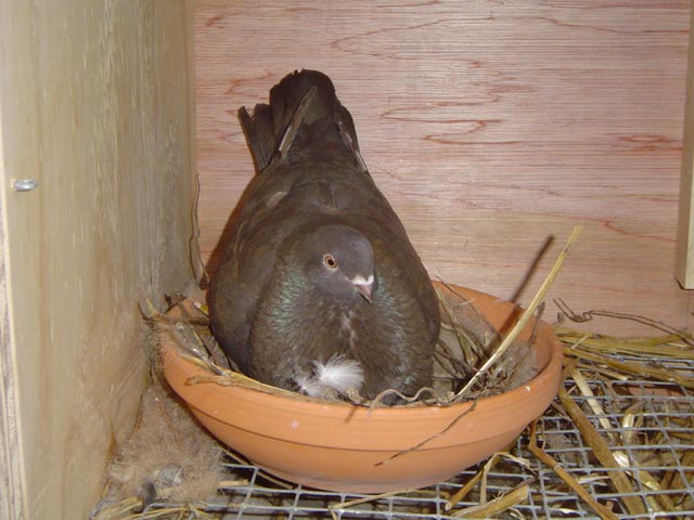 Canaria duivin op het nest