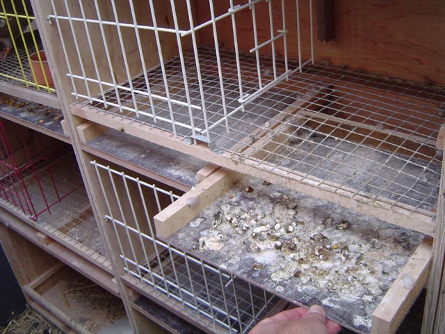 view on the removable trays in a breeding box