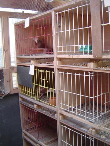 vue d'ensemble sur les cages d'élevage dans compartiment 3