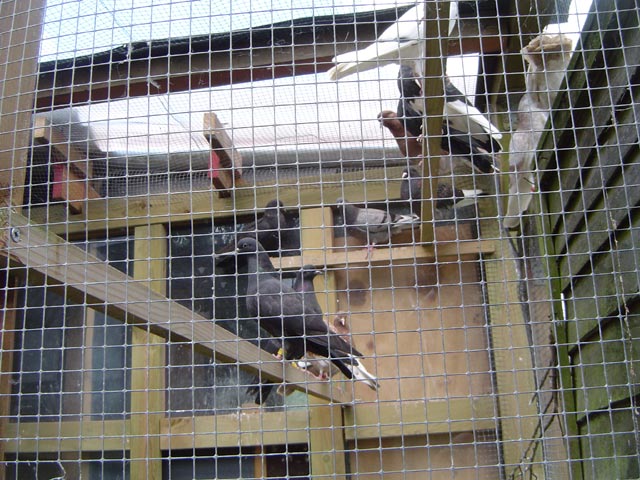 small aviary at the back of the loft with young rollers and tipplers